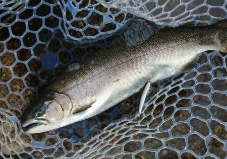 サクラマスは不発気味だったけど楽しめたフィッシングパーク高島の泉